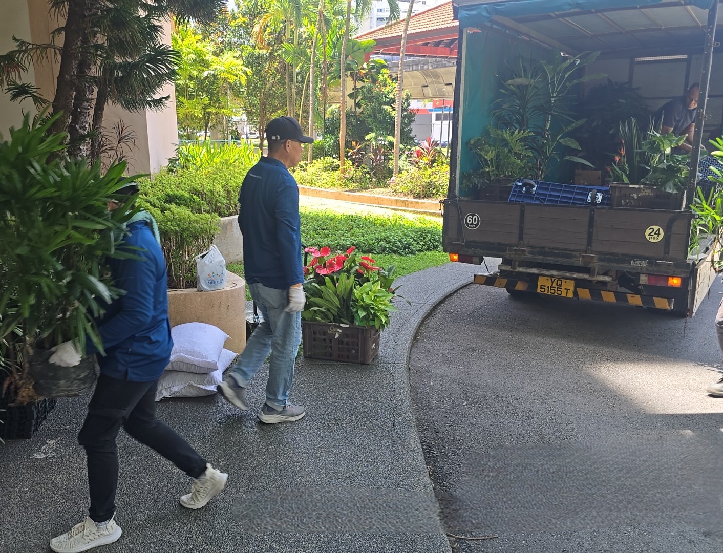 Professional landscaper pruning oak tree