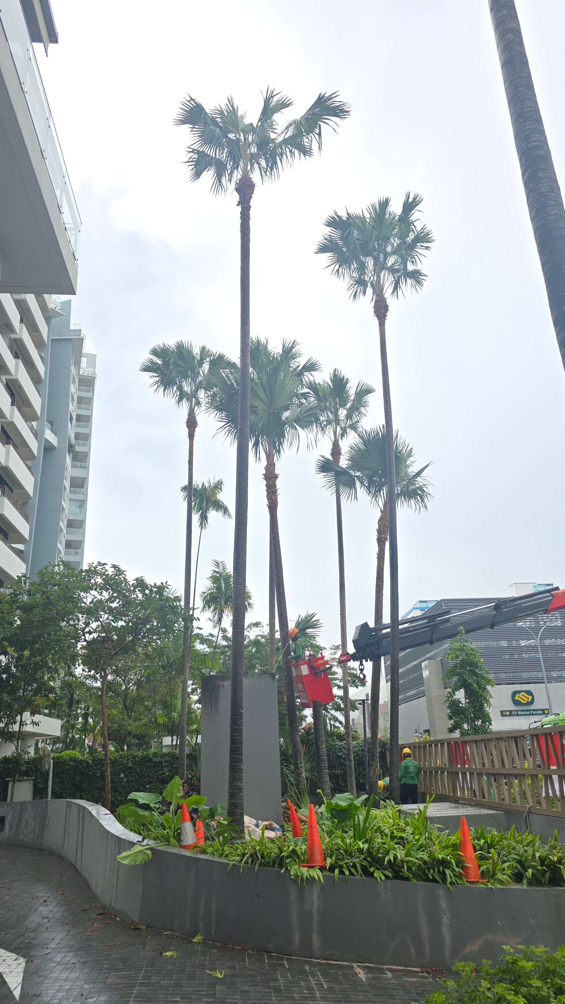 Arboriculture Maintenance thumbnail 1